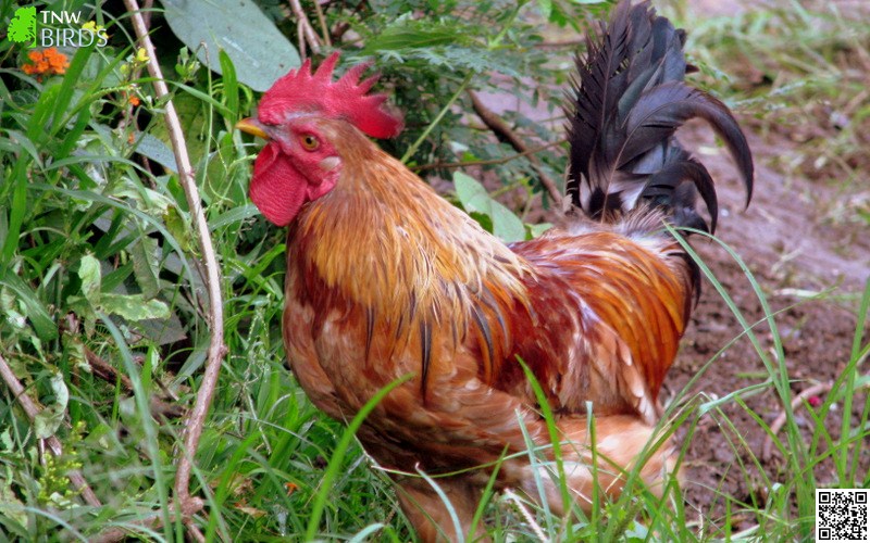 Red Junglefowl